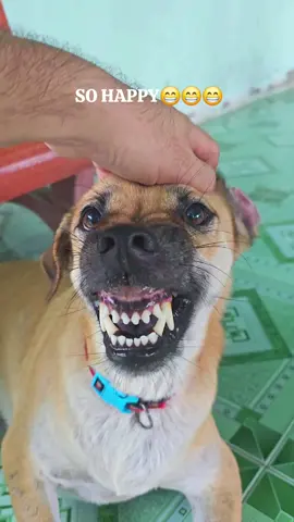 Mr Gấu - Phần 566: Funny dog😄😄😄#petcung #dog #xuhuong #trending 