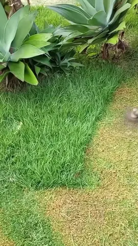 Oddly Satisfying Sensations | Mowing The Lawn Compilation ASMR | #Perfect cutt! 🍀💚 #lawntok #grasstok #gardentok #landscapersoftiktok #asmr #oddlysatisfying #Satisfying #mowing #lawn #garden #clean #CleanTok #landscape #gardening #lawncare #mowingthelawn #lawnmower #brushcutter #lawntiktok #lawnsoftiktok #lawnmowing #lawns #grasstiktok #cuttinggrass #satisfaction #spring #goviral #original #viral #viralvideos #viralvideo #viral_video #tiktok #tiktokviral #viraltiktok #viralvideotiktok #fyp #foryou #foryoupage #fypシ゚ #fypp #fyppppppppppppppppppppppp #parati #fürdich #pourtoi #paratii #paratiiiiiiiiiiiiiiiiiiiiiiiiiiiiiii #capcut #duet #loop #trend #trending #funny #checkthisout #lookatthis #creatorsearchinsights 