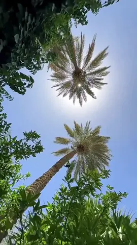 النخلة التي كان سابقا لايخلو بيت عراقي منها  #بغداد #نخيل #نخلة #بغداديات #أكسبلور #بغداد #العراق #تصويري #تصميمي #amjadabd #امجد_عبد_جاسم #تيك_توك_ #تكتوك #fyp #اكسبلور #اكسبلورexplore❥🕊 #اكسبلورexplore #اشجار #نخلة🌴 