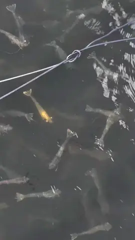 Tôm phát sáng#nuoitom #tik_tok #viral #menvisinh #tiktokcreator #xh 