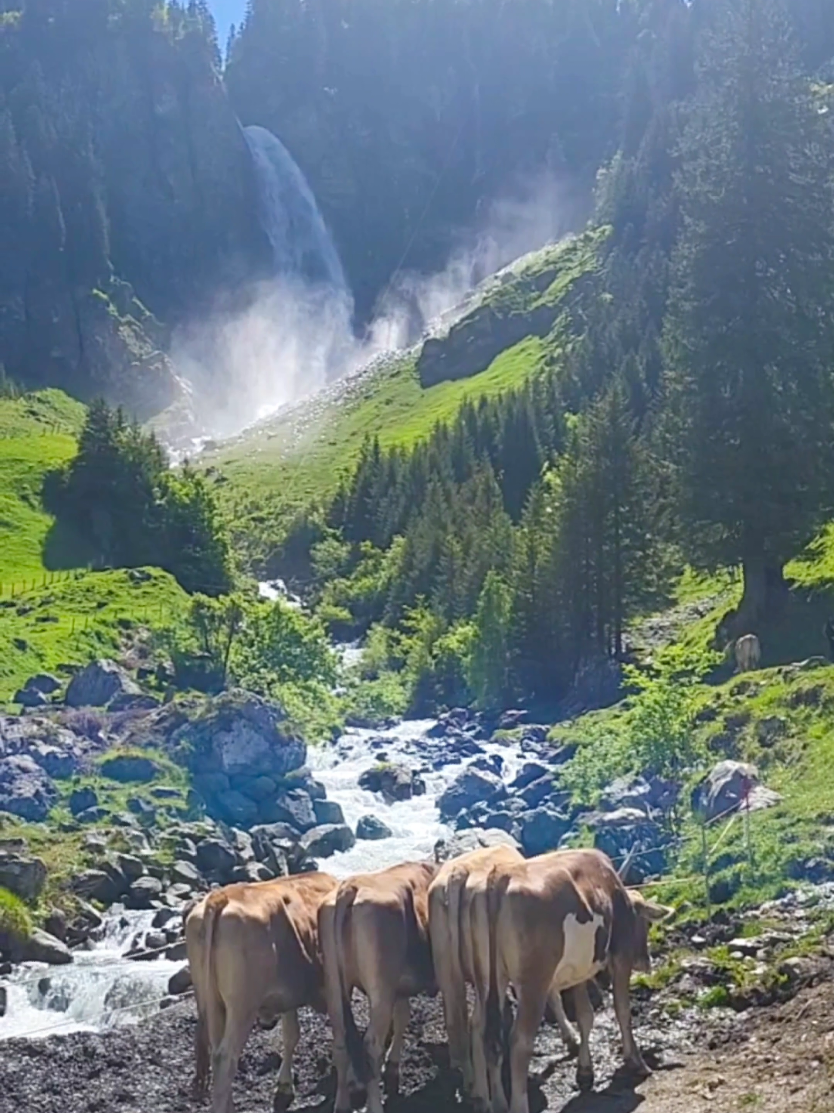📍Stäubifall,Uri Switzerland🇨🇭#stäubifall #uri #switzerland 