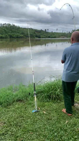 Báo cá cho ô chú mè trắng 12kg