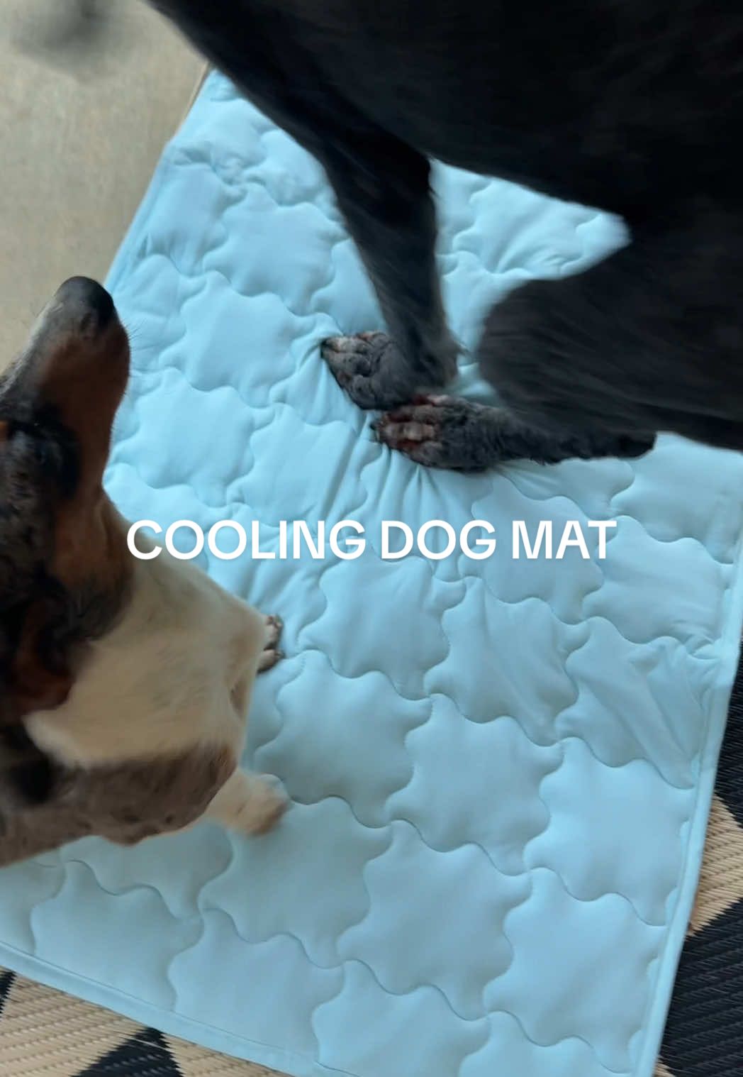 A cooling dog mat is genius!  #coolingdogmat #dogmat #dogbed  #ttsthunderbolt #creatoricons #tiktokshopsummerturnup #tiktokshopcreatorpicks #dealsforyoudays 
