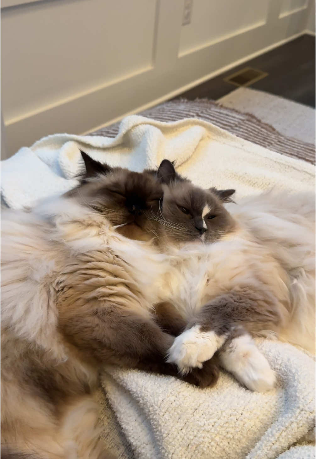 They love each other so much 😭🫠  #ragdoll #ragdollcats #ragdolls #ragdollcatsoftiktok #ragdollcat #bestfriend 