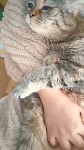 How could a cat cry without being hugged?...#catsoftiktok #meowing #catslovers #PetsOfTikTok #funny #cute #foryou #catwalk #cat #catlover #fyp 