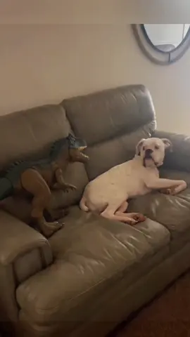 Try not to laugh 😂😂😂 #animals #funny #pet #dog #funnyanimals #funnyvideos #haha #dogsoftiktok #cat #funnypets #PetsOfTikTok 