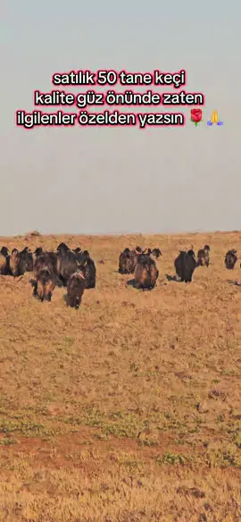 #sefanaşireti #karacadağ #mehelli #keçileri #kesfetbeniöneçıkart #kefetteyiz #hayvansevgisi #fypdong #viralvideos #kalitetesadüfdeğildir #