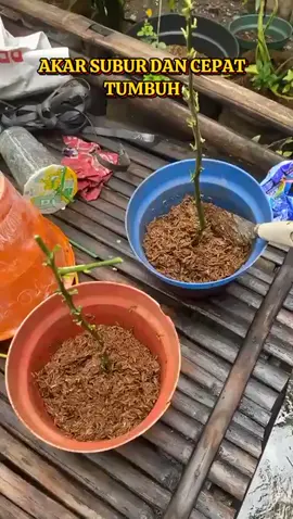 perangsang akar tanaman🌱 #perangsangakar 