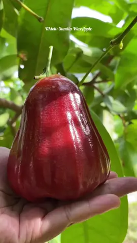 Fresh Fruit 🍎🍒🍓#jambuair #jambucitra #merah