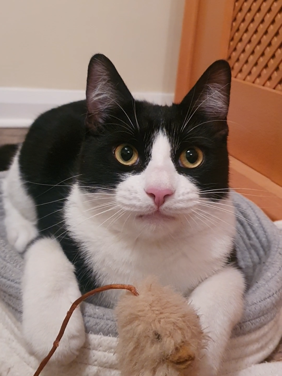 Get cats, they said. It'll be fun, they said. I live in THEIR house... 🐈‍⬛🐈‍⬛ #catmum #catmumlife #tuxedocat #furbaby 