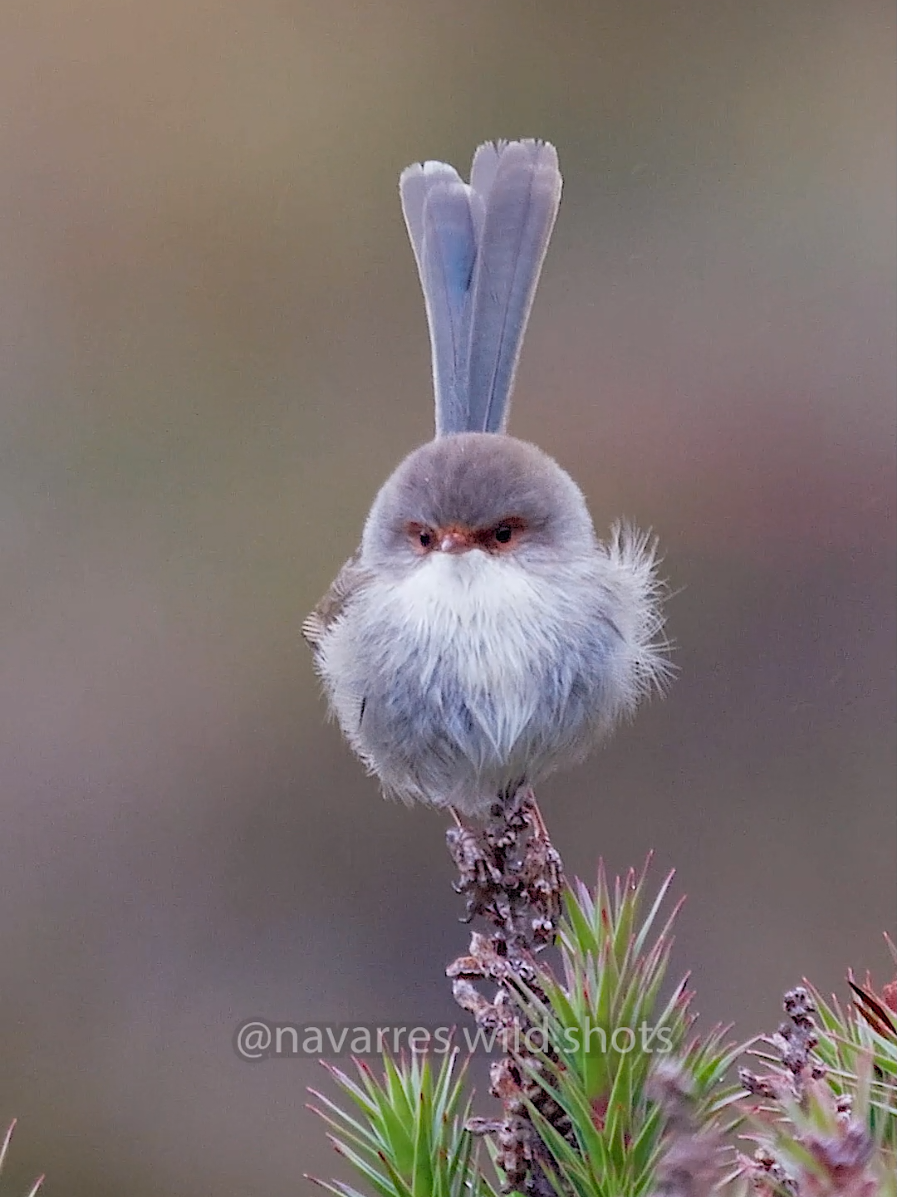 The female Superb Fairywren 🧚 It was a pleasure filming these cuties in Tasmania. Fairywrens are found both in the wild and in suburban areas of Southeastern Australia. This Fairywren was around one of my campsites! #superbfairywren #fairywren 