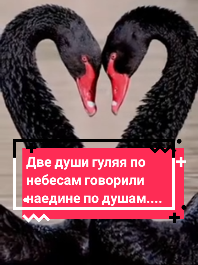 Две души гуляя по небесам ,говорили на едине по душам#aaaminsk #лебеди #CapCut #funny #lovestory #лебединоеозеро #