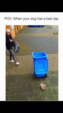 Funny dogs doing what they do best bringing joy to your feed 🐶😂 #PupLaughs #DogFun 