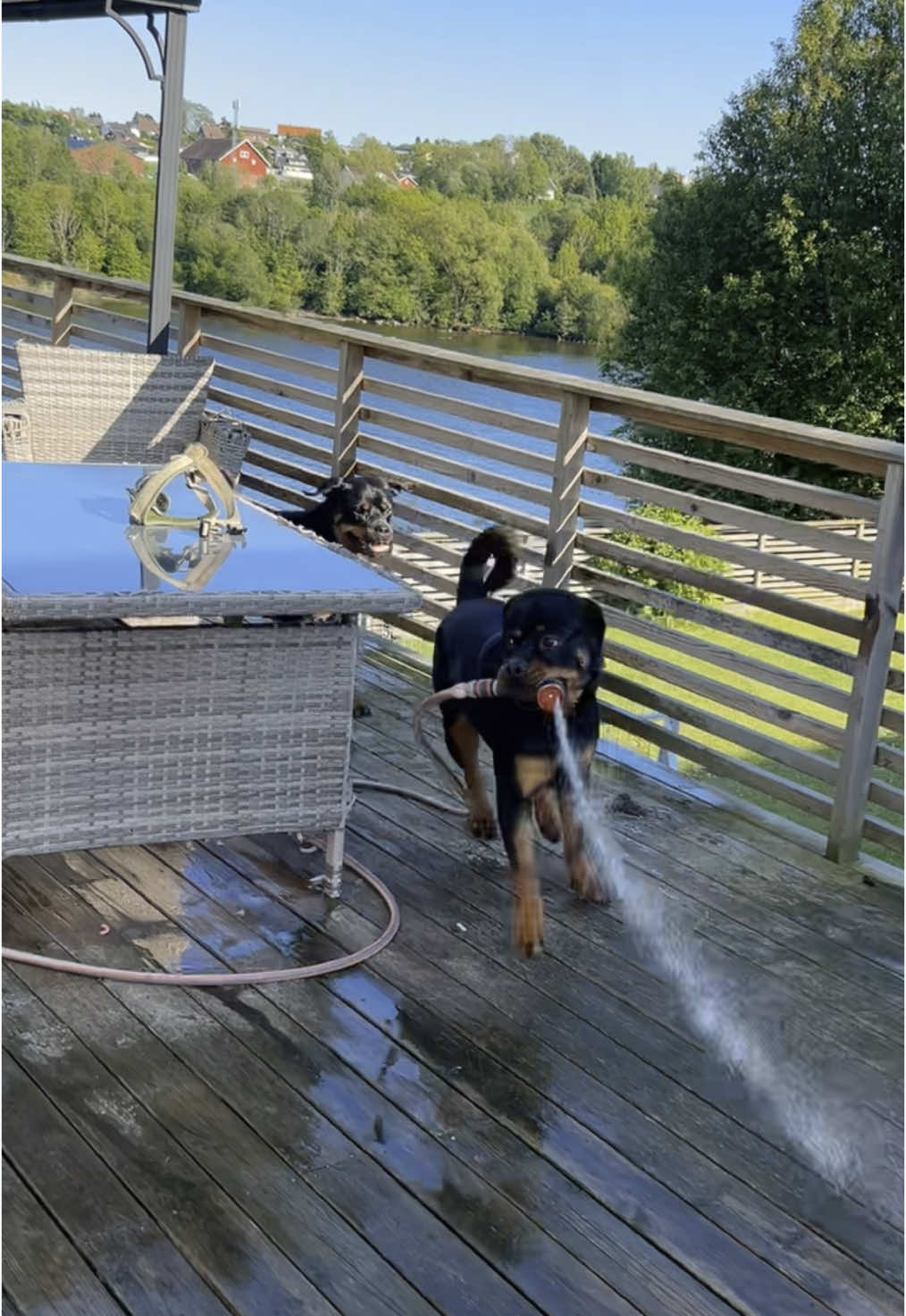 I was filling up the dog-pool, but Cash had other plans. Of course. #rottweiler #funny #funnydog #funnyanimals #rottweilersoftiktok #puppy #rottweilerpuppy #rottweilers #dogmom #dogsoftiktok #rottie #rottiemom #funnypuppy #puppylove #clumsy #puppylove #imjustababy 