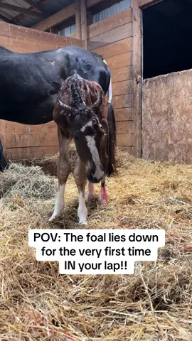 Wait to see her special fairy slipper hooves 💫 #FoalSlippers #eponychium  #foalsoftiktok #fairyslippers #farmlife #babyhorse 