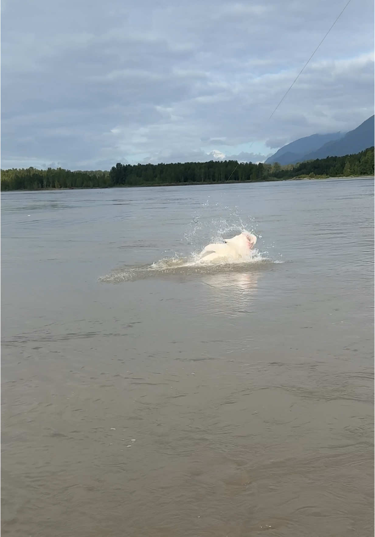 Scared or happy who knows, but the look on his face was priceless 😳 any guesses how long it is?? 🐟 #fishing #sturgeon #sunday #fraserriver #giant #fish #bucketlist #fishingtrip #sturgeonco #sturgeoncharter #sturgeonfishing 