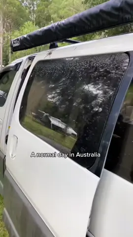 Tell me you live in Australia, without telling me you live in Australia 🥹💚 #animalsoftiktok #animals #animales #bigcats #wholesome 