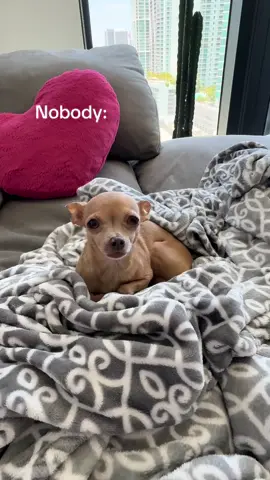 Chihuahua things 🐶 #dogsoftiktok #chi #fyp #trending #sunday #fypシ #viral #viralvideo #viraltiktok #tiktok #fypシ゚viral #fypage #trends #dogs #dogmom #shaking #dramatic #chihuahua 