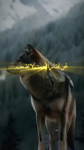 #حكمة_أعجبتني #حكمة_اليوم  #اقوال_وحكم_الحياة #اقتباسات #عبارات #خواطر #كلام #اقوال  #حكم #foryoupage #fouryou  #اكسبلورexplore❥🕊 