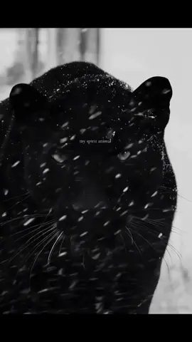 my spirit animal  #fyp #fypシ゚ #favorite #spiritanimal #jaguar #trendingvideo 