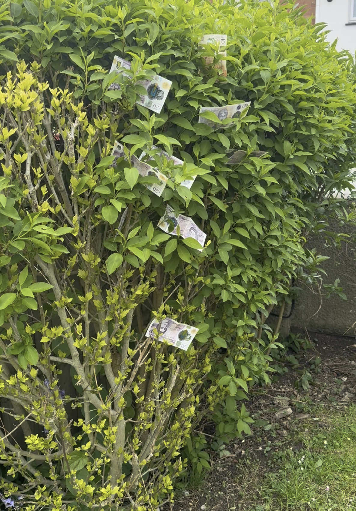 #moneytree #money #fyp #fypp #humourous #comedytiktok #caribbeantiktok #jamaicancomedy #laughter #jamaicantiktoker 