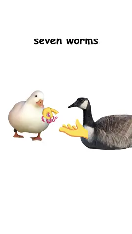 Renting explained by duck #duck #ducktok #renting #rent #goose #geese #ducks #ducksoftiktok #birdtok #birds #birdmemes  #viral #fyp 
