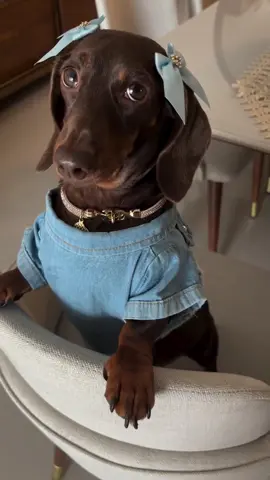 Too cute to handle! This stylish doxie is serving looks in her denim dress and sky-blue bows like she’s heading to a Parisian café! 💙✨ Chic, classy, and full of sass! 🐾💁‍♀️👗 Credits @lollinha_mara #dachshund #tekel #wienerdog #sausagedog #dachshundpuppy #dachshundlove #dachshundparty #dachshundappreciation 