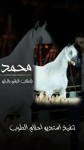 يامحمد يامحمد يامحمد  شيله مدح باسم محمد جديد نوره يانور اليالي كل الحلا الإجمالي  شيله باسم نوره جديد ويانوره العب نوره اي.بالله  شيله باسم نوره جديد جتكم اسطوره مزاين القبيله  شيله باسم نوره جديد نوره يانور اليالي كل الحلا  شيله باسم نوره جديد منال ياجمال مخلوقه  شيله باسم منال جديد موضي اصليه مجانيها  شيله باسم موضي  جتب بنت الشيخ ياالله وقفوا ريم  شيله باسم ريم جديد  فاطمه للشاشه البيض نظخرها رصيد  شيله باسم فاطمه  وين ذكرت محمد المد المبنى  شيله باسم محمد  مرحبا يا نايف المطنوخ  شيله باسم نايف إدا مهنا العتيبي  #استديو_احلام_الطرب  #اكسبلوررررررررررررررررر  #الشعب_الصيني_ماله_حل😂😂 