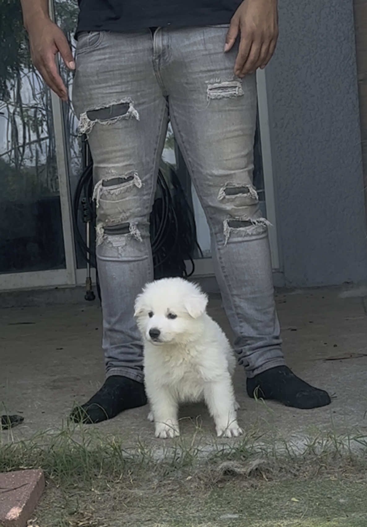 Need boy names #share #dog #casablanco05 #shepherd #petlove #furryfriends #puppy 