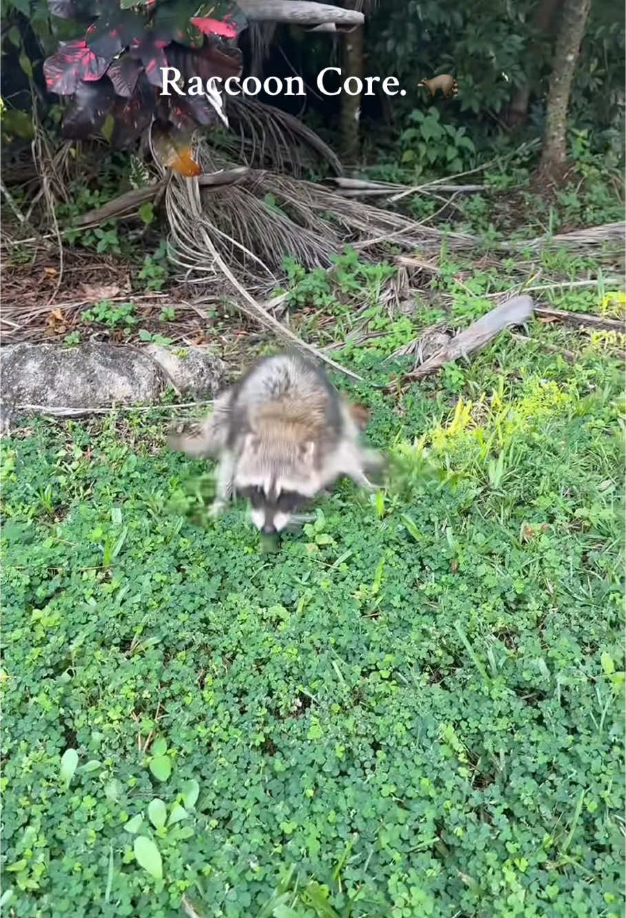 Funny raccoon 🦝🤣🤣 #raccoon #fyp #funny #fypシ #foryoupage #animals #drama #funnyvideo 