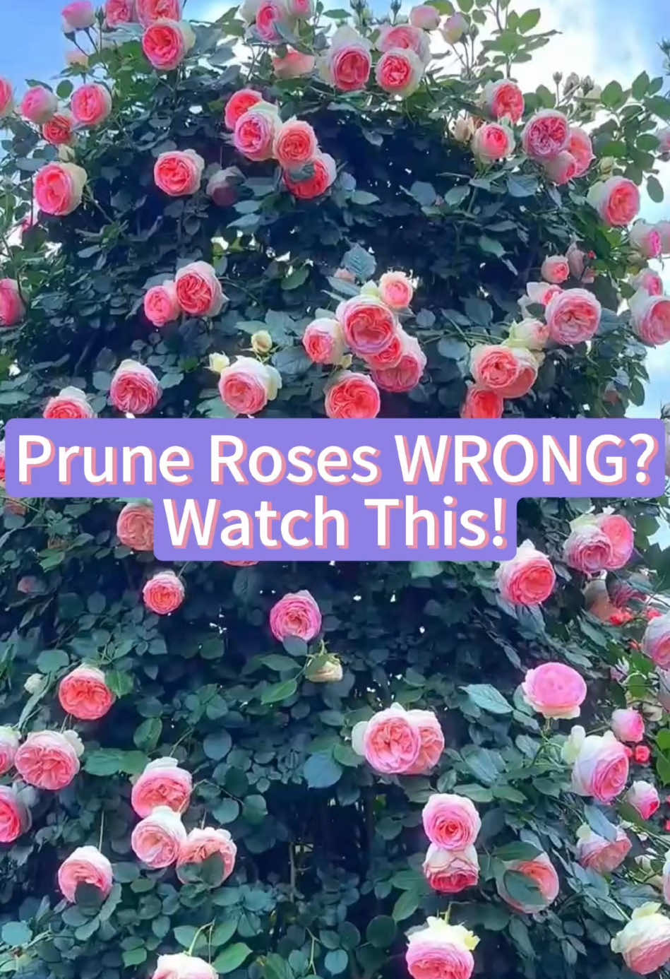 Prune roses wrong?#flower #flowers #plant #plants #planting #rose #roses #garden #gardeningtips #gardening 