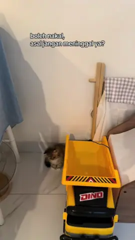 cakarmu hanyalah luka sesaat, tapi kehilanganmu adalah luka terberat. #kucing #lucu 