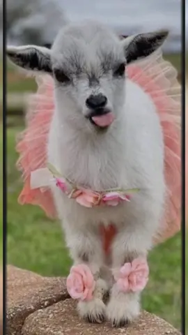 #goats #cute PLEASE LIKE AND SHARE THESE BABIES! 