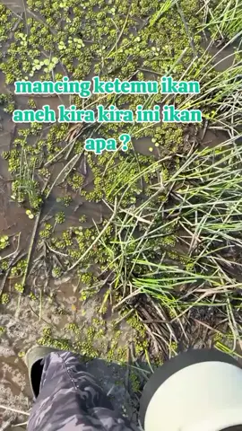 mancing ketemu ikan aneh #kalimantan #duniahewan  #fypシ゚viral  #viral  #fypシ 
