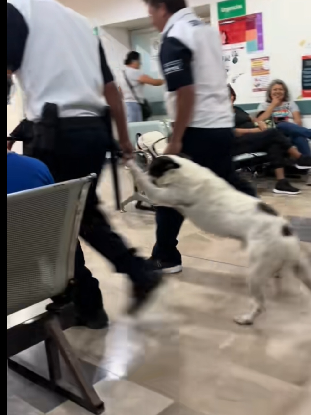 It looks like that's not his first time 😂 #dog #jail #doggyjail #OhNo #lpl #haha #viral #fyp 