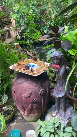 🦋Magic Fairy Garden🦋 #magicwingsbutterflyconservatory #butterflies #naturevlog #welcometomyworld #creatorsearchinsights #2025adventures #dreamy #magical #butterflydreams #solotraveler #nypeacelove #peace🤍🕊☮ 