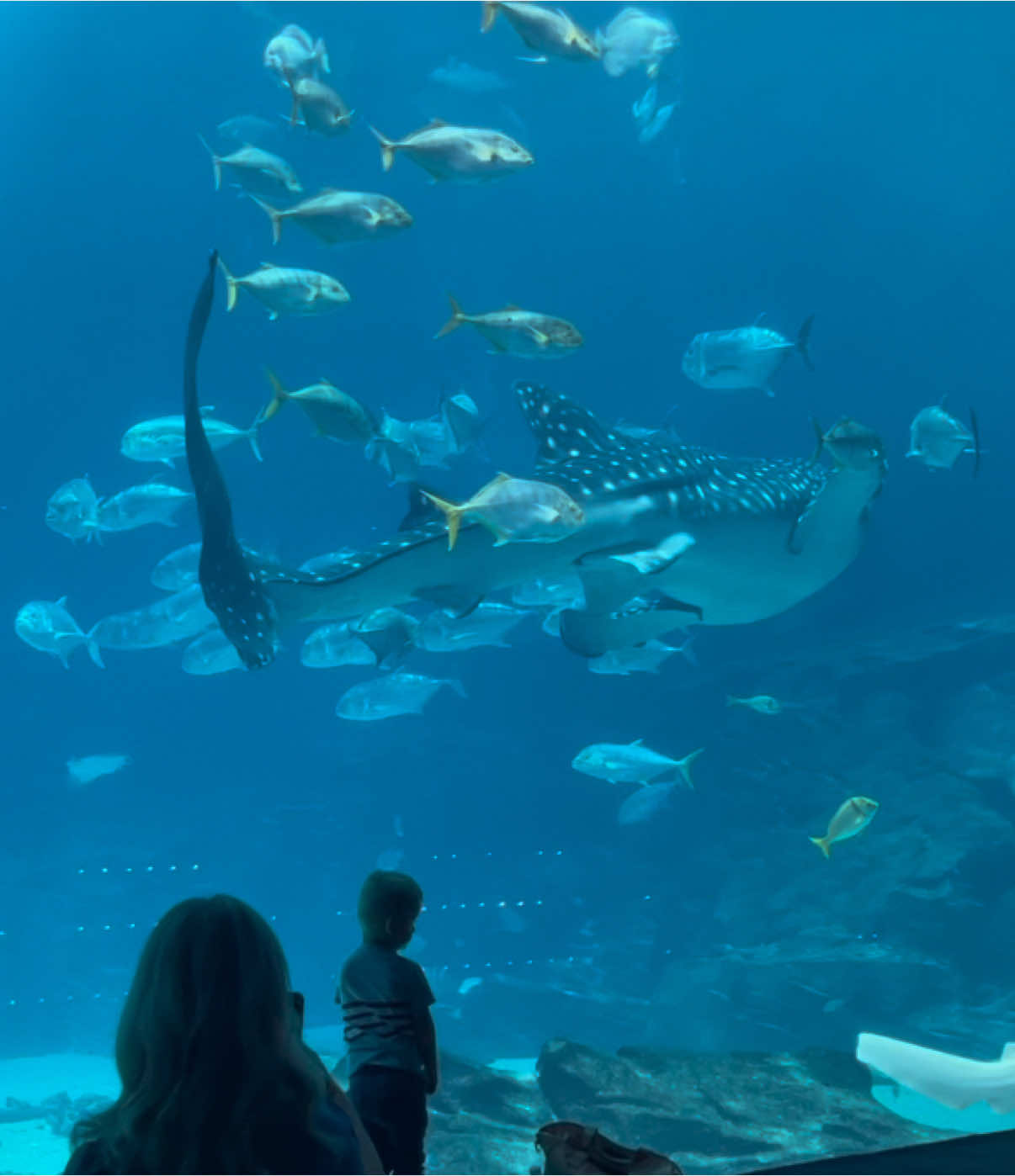 Taroko!!! 🦈 #sharks #fyp #viral #silly #autism #tism #sillysharks #cute #ocean #oceanlife #aquarium #georgiaaquarium #whaleshark #fun #nurseshark #greatwhiteshark @Georgia Aquarium 