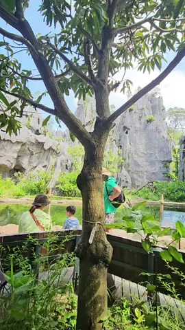 Rainforest wild asia 