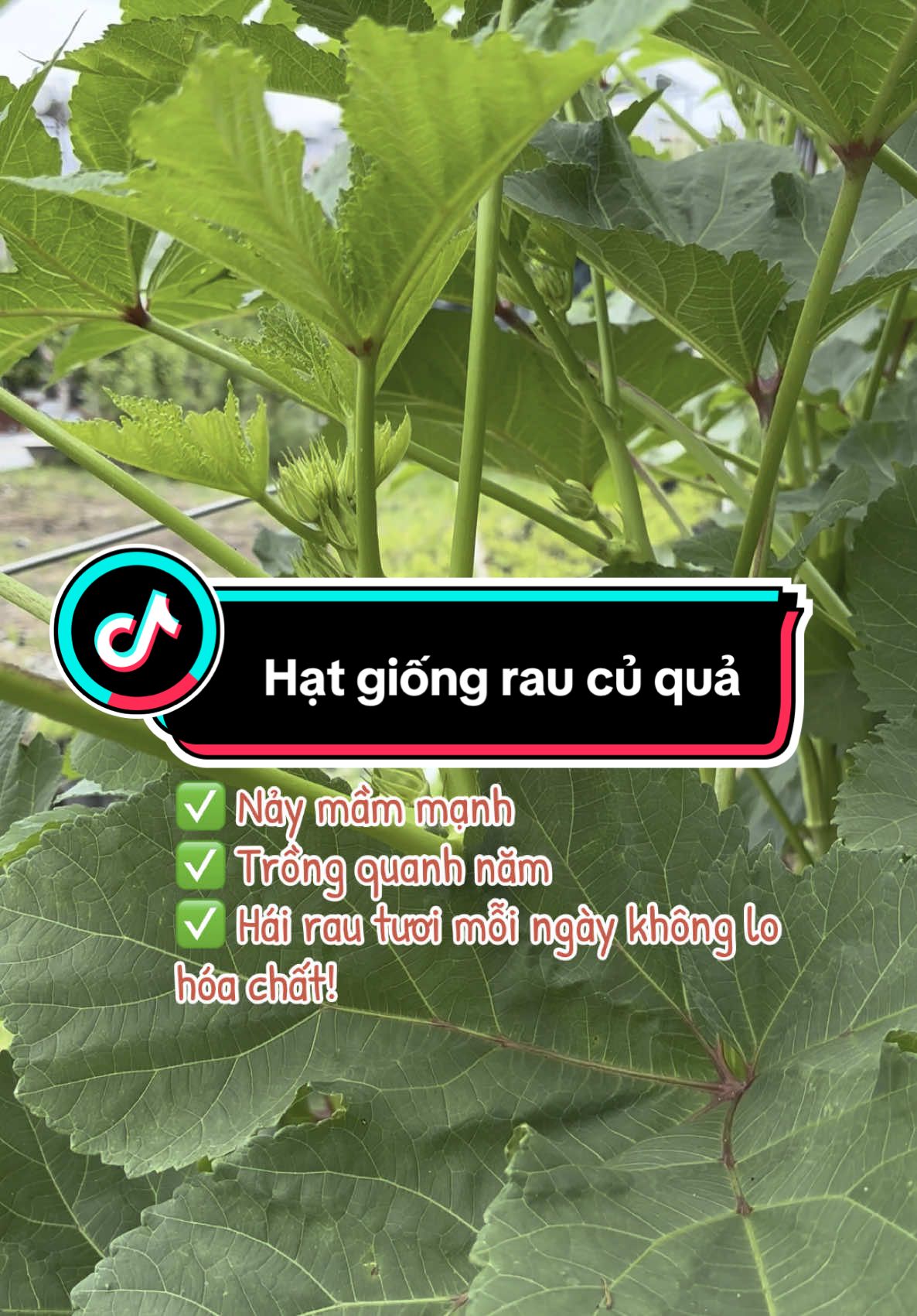 🌱 GIEO MẦM XANH – GẶT MÙA VÀNG! Combo hạt giống rau củ tươi tốt, dễ trồng – năng suất cao 🌿 👉 Phù hợp ban công, sân thượng, thùng xốp ✅ Nảy mầm nhanh – Sinh trưởng khỏe 🛒 Giá chỉ từ 9K – Mua ngay kẻo hết! #hatgiongrangdong #hatgiongraucuqua #lamvuon #trongrausach #trongcay #rauhuuco #xuhuongtiktok 