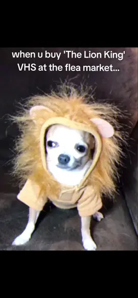Already watched it 100 times #chihuahua #lionking #movie #lioncostume #edits #funnyedit #chihuahuastiktok #dogsoftiktok 