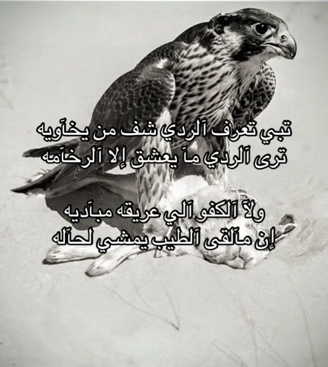 #fyp #foryou #foryoupage #قصيد #بيت 