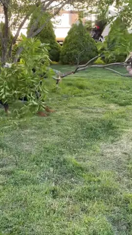 “what’s it like having a Rottweiler?” I present to you all: creed  #funnydogs #rottweiler #fypシ 