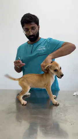 Giving Vaccine to a Rescue Puppy  #creatorsearchinsights #RescuePuppy #PuppyVaccine #AnimalRescue #PetCare #DogVaccination #VetClinic #PuppyLove #DogLovers #Veterinarian #AdoptDontShop #HealthyPets #RoyalPetsHospital #drmehboob 