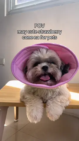 nakakatuwa yung design mg elizabeth collar 😂 #fyp #elizabethcollar #collarfordogs 