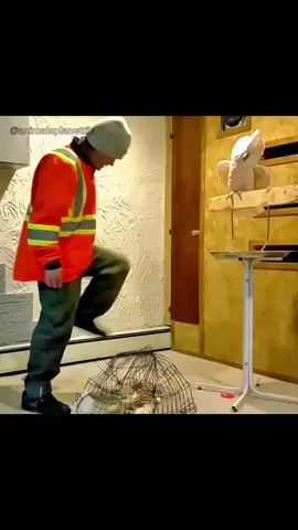 Parrot language #parrot #talking #birds #viral #fyp #fy 