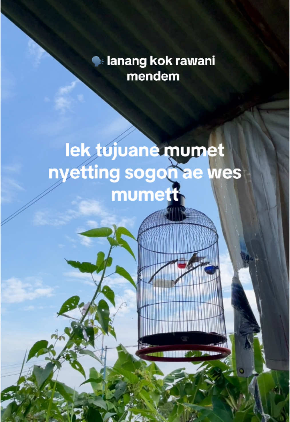 fly #sogonmaniaindonesia #sogon #kicaumaniaindonesia #fyp 