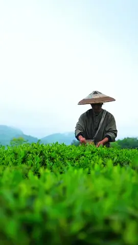 Gini Nih Proses Pembuatan Bubuk Matcha Dari Kebun Langsung!#fypシ゚ #fyp 