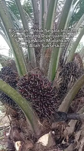 Amin 🤲  #sawitindonesia  #fyppppppppppppppppppppppp 