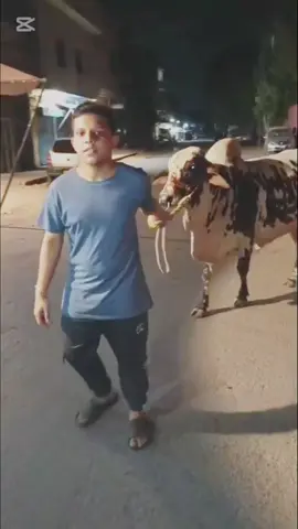 MASHALLAH♥️👀#foryou #mujtaba_rajput #Qurbani #2k25 #trending #foryou #mujtaba_rajput  @ملک کہتے ہیں 🦅🚩 @MAY_BE_HONEY🦁🦅 @Usman Gujjar 302 @Akbar Shah @kaka 10b @𝙅𝙞𝙪𝙣𝙞𝙞 𝙂𝙖𝙢𝙞𝙣𝙜 🔥 @@MR_FADIBABA😎😈 @BuTt_1⚜️ @Aqib Khan @Abdullah Amir @Rocky shah ⚜️ @MeEr ZarGar ❤️ @زہینی مریض 💔 @👑Zain-JUTT😎46 @chand rajput💯💯 @Ali Rajput @Asad~awan•®:-$🖤💯 @Bilal 6T👑🔥 @Ch@udh@ry😈😈😈 @HUSSNAIN JUTT 😛 @Haider Rajput @⇝Aℓiϻคℓi͢͢͢k🖤🐼 @⚡حارث راجپوت⚡ @معیز🥀🫀 @𝙅𝙞𝙪نɪ_𝙒ح𝙤   <3  ~🔥 