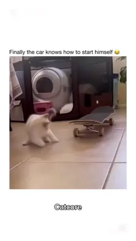 Part 40 | Orange cat behavior! Funny cat videos #funnycats #funnyanimals #funnypets #creatorsearchinsights 